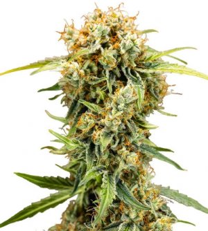 MedusaF1Auto.jpg