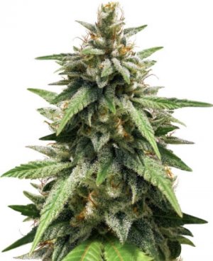 gorilla glue#4.jpg