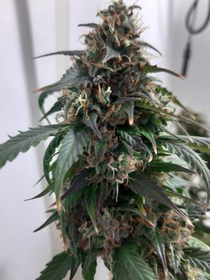 20231029_124715.jpg