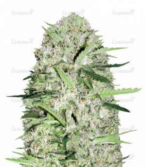 sort_Auto_Parmesan_victory_seeds__6aP1iZuIc5BWWLWl.jpg sort_Auto_Parmesan_victory_seeds__6aP1iZuIc5BWWLWl.jpg