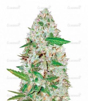 sort_Auto_Red_Russian_XXL_victory_seeds__ziU4aRVPMZnC9172.jpg