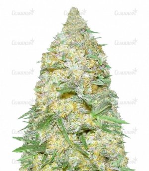 sort_Auto_Super_Extra_Skunk_victory_seeds__Ynz8APQZFurEqBu6.jpg sort_Auto_Super_Extra_Skunk_victory_seeds__Ynz8APQZFurEqBu6.jpg