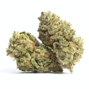 Skunk 1.jpg
