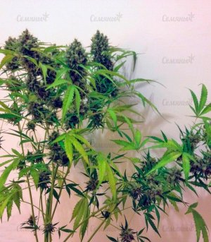 Auto_New_York_City_pyramid_seeds_kust_konopli__pFzKobsdGSeDAkSd.jpg