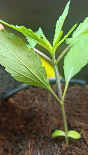 IMG_20220129_192354.jpg