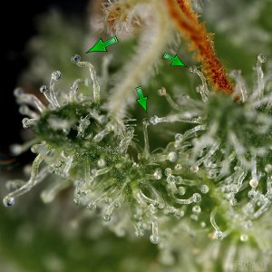 tricomas.jpg