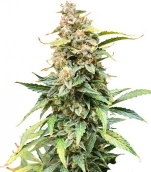 northern lights auto.jpg