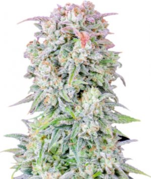 original afghan kush.jpg