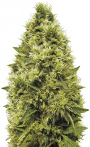 white widow.jpg