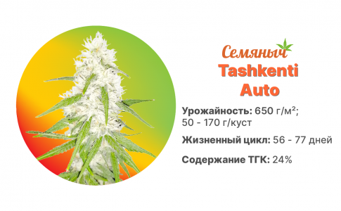Tashkenti Auto