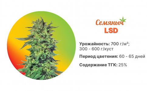 LSD LSD