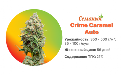 Crime Caramel Auto Crime Caramel Auto