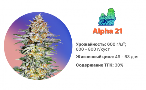 Alpha 21 Alpha 21
