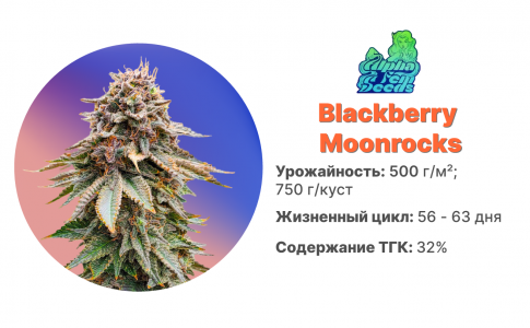 Blackberry Moonrocks Blackberry Moonrocks