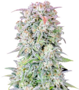 oafgkush.jpg