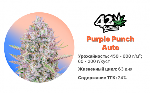 Purple Punch Auto 