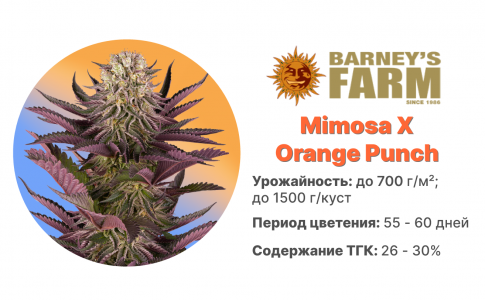 Mimosa X Orange Punch