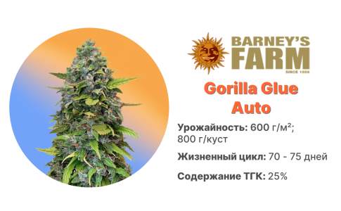 Gorilla Glue Auto