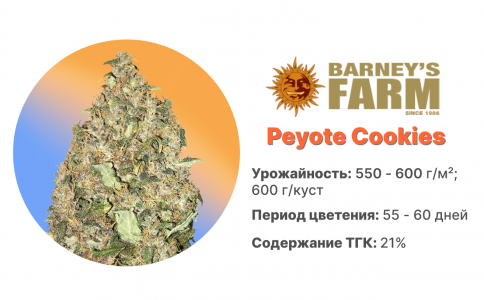 Peyote Cookies