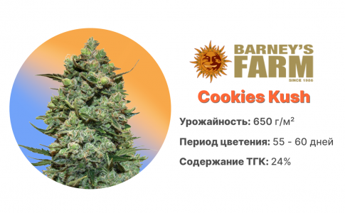 Cookies Kush Cookies Kush