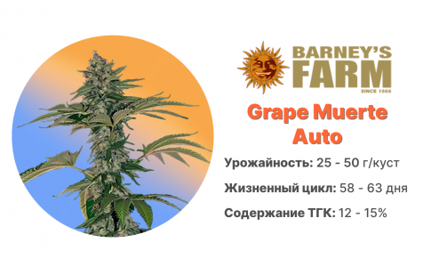 Grape Muerte Auto