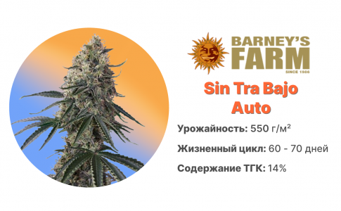 Sin Tra Bajo Auto