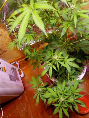 IMG_20240201_215433_911.jpg