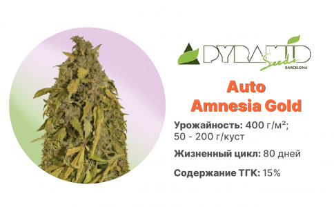 Auto Amnesia Gold
