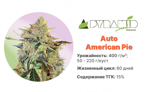 Auto American Pie Auto American Pie