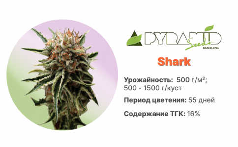 Shark 