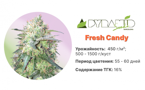 Fresh Candy