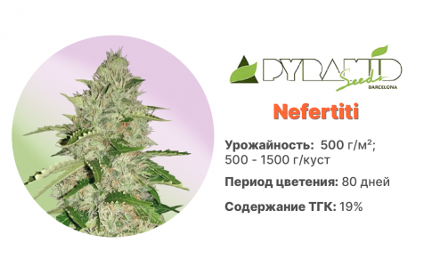 Nefertiti Nefertiti