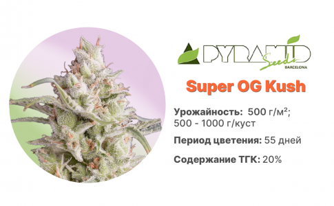 Super OG Kush