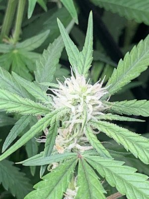A153960D-7409-47A2-B6FD-A7B115D34591.jpeg