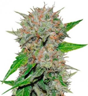 deep mandarine.jpg