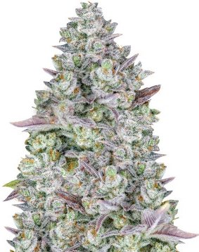 gorilla cookies auto.jpg