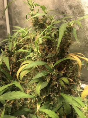 D83DA35D-C945-4E0D-938D-361D980C7243.jpeg