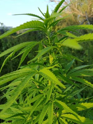 IMG_20240823_185231.jpg
