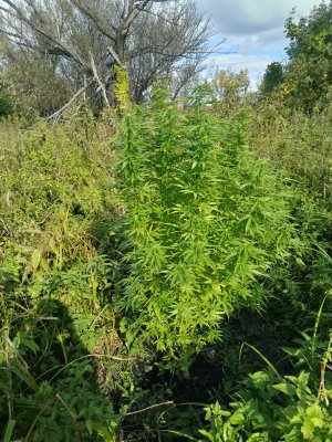 IMG_20240916_155638.jpg